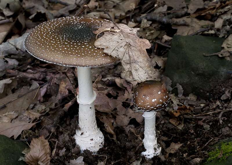 Amanita pantherina